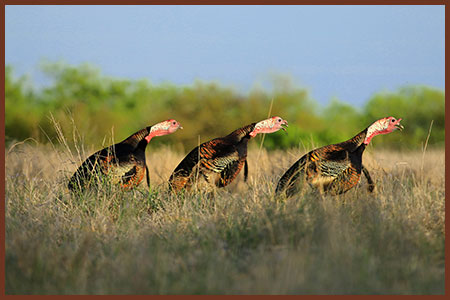 Leasing-Program-Tab---Three-Turkeys